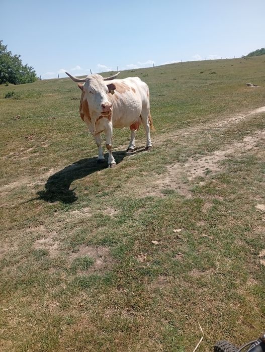 De vânzare, vacă de 9 ani gestanta de 7 luni jumate cu belga  pentru mai multe detalii sunați