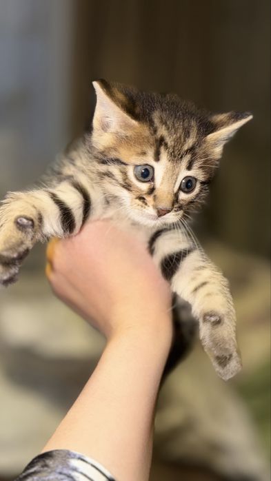 Бенгальские котята бастарды