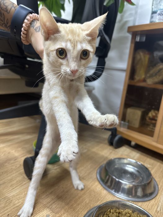 Отдам котенка в добрые руки