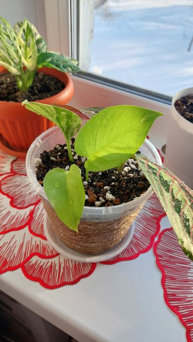 Три цветка в одном горшке