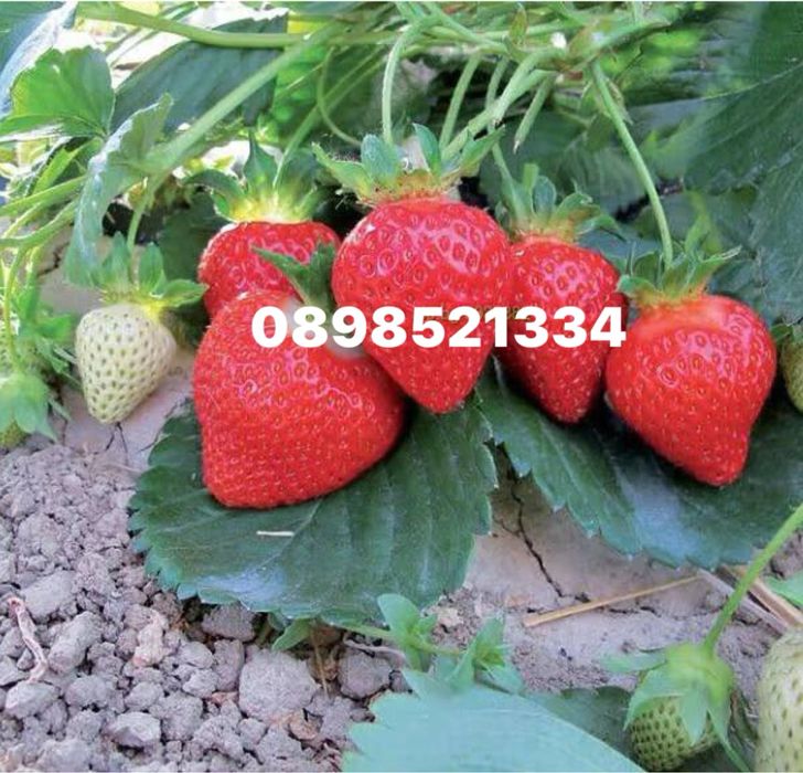 Разсад ягоди Азия, Клери, Албион и малини Полка, Люлин