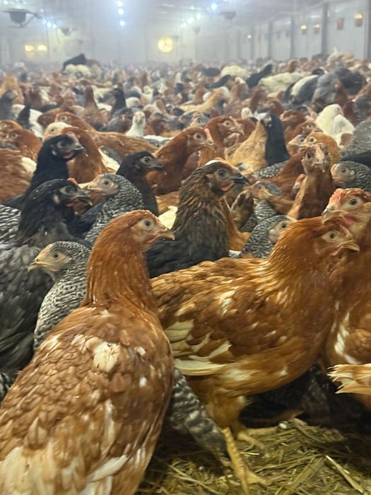 Puii de carne și rasă mixtă