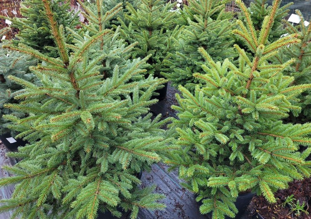 Хвойный растение