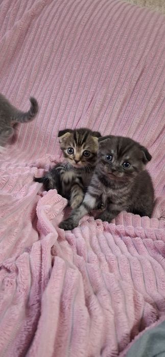 Шотландские вислоухие котята