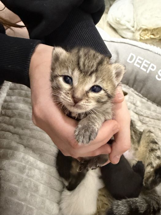 Бронь на котят на сентябрь