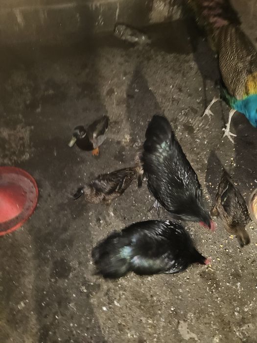 Gaini cocosi Australorp Rate Salbatice