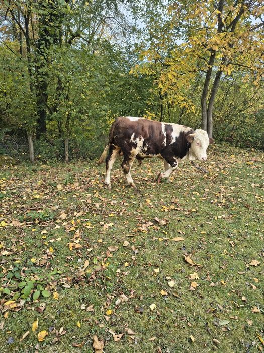 Vițel de vanzare