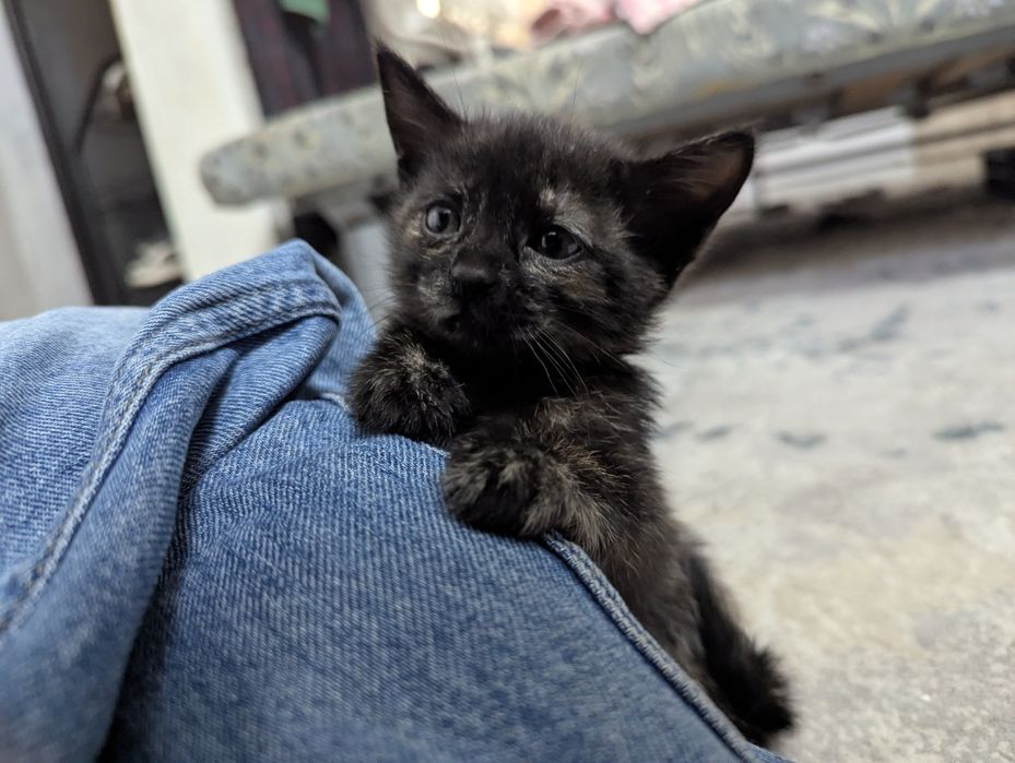 Отдам котят в добрые руки