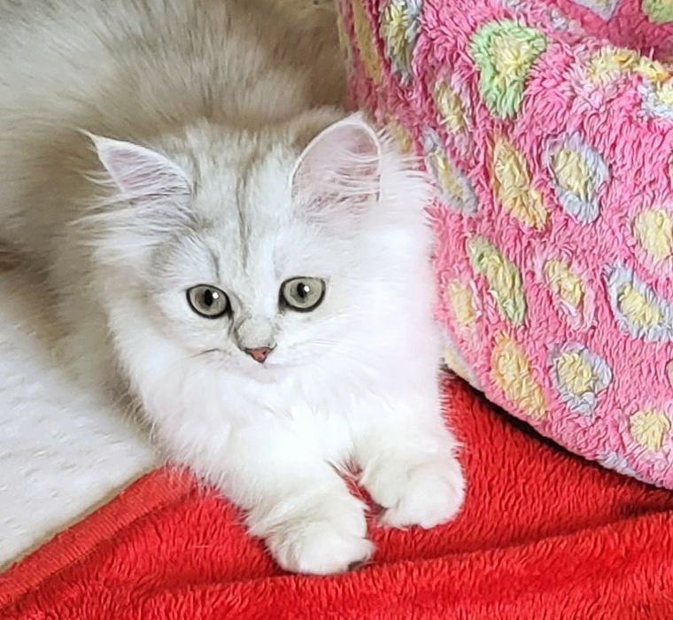 British shorthair