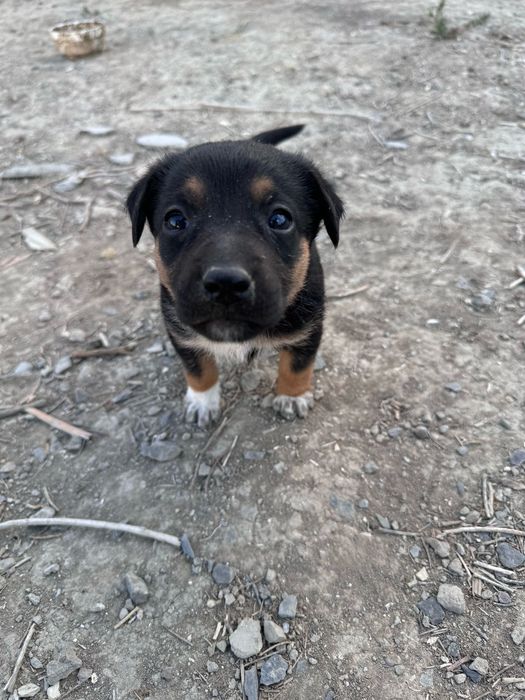 Собака күшік щенки