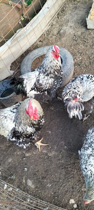 Familie Wiandotte