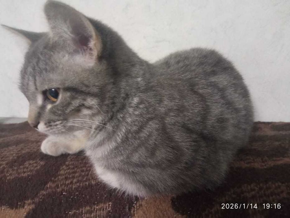 Котёнок, мальчик, 4 мес , мышелов