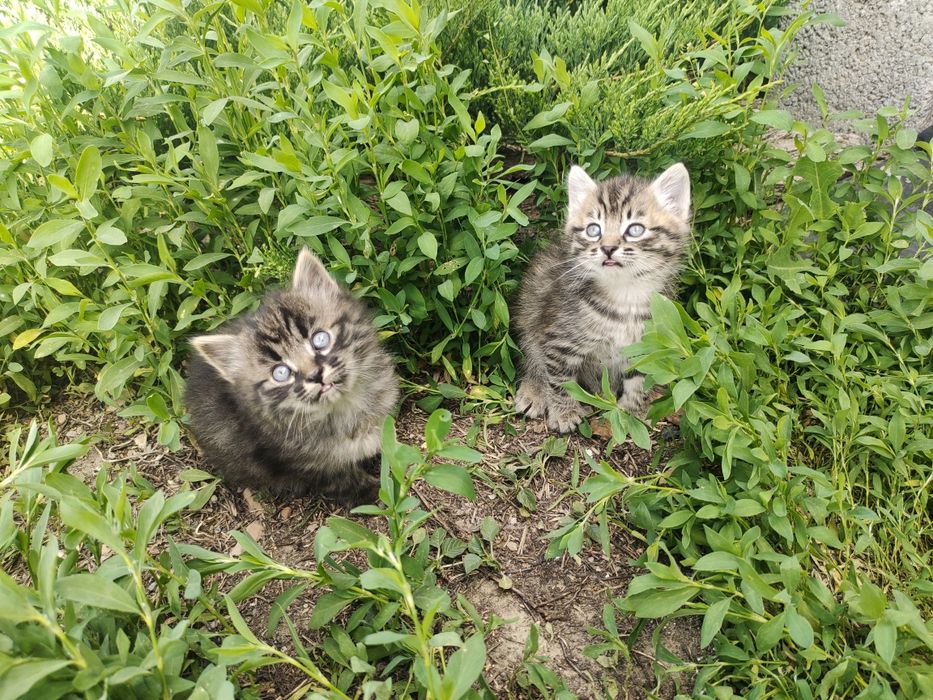 Котята сибирской кошки