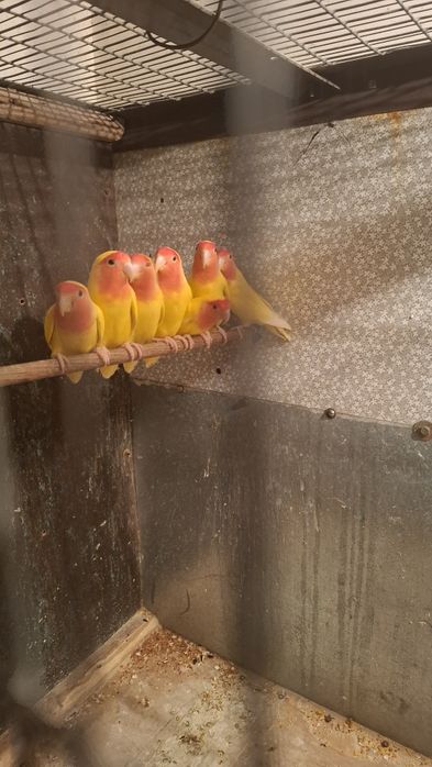 Попугаи неразлучники