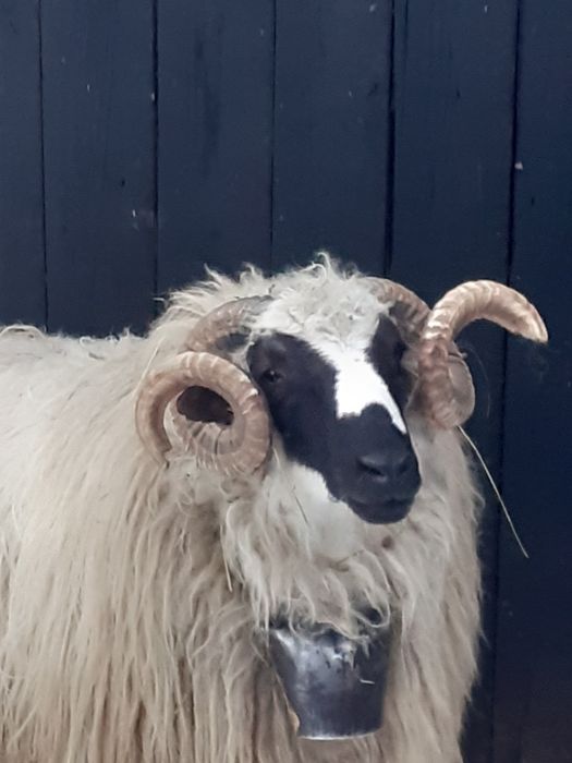 Vând Berbec Breaz 2 ani