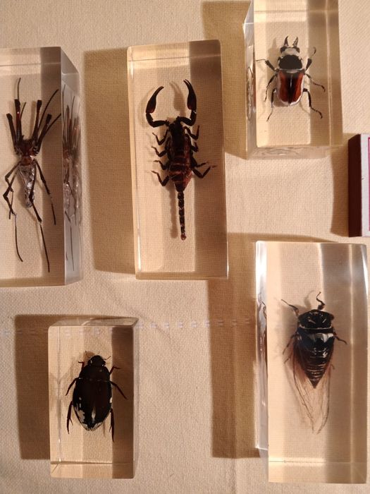 Продам   насекомых в стекле