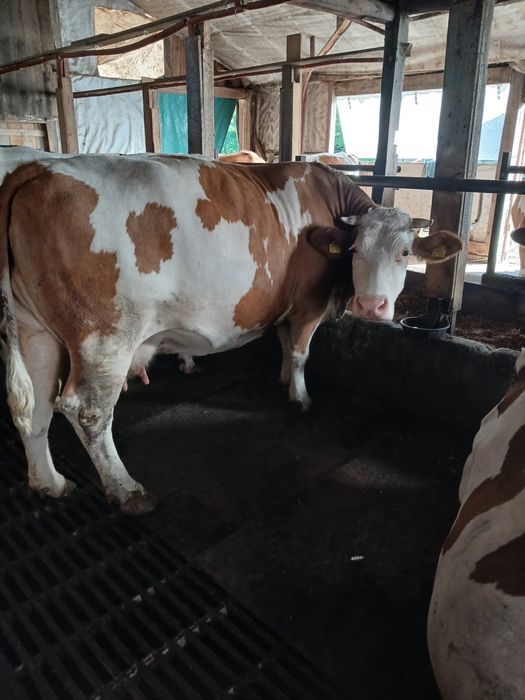 Vaca gestanta la al 4 vitel