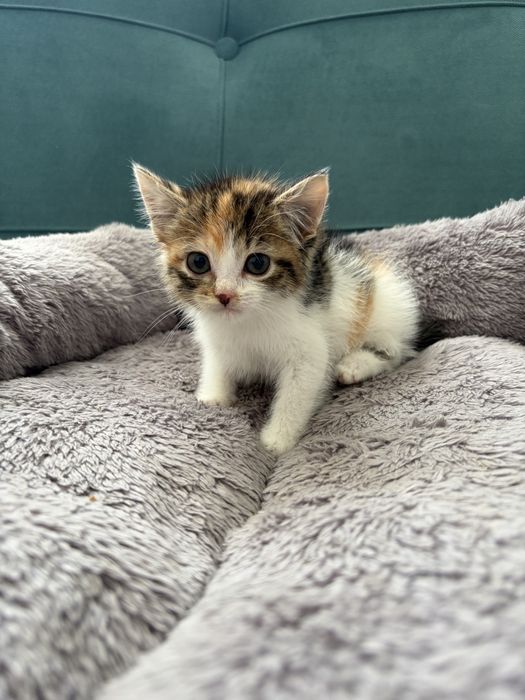 Котята девочки срочно ищут дом!