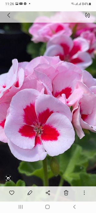 Герани Пералгония