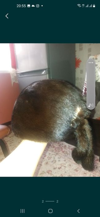 Продам  норковая шапку