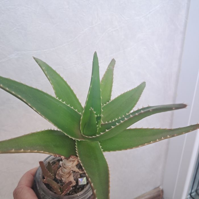 Градински флокс, стайни кактуси