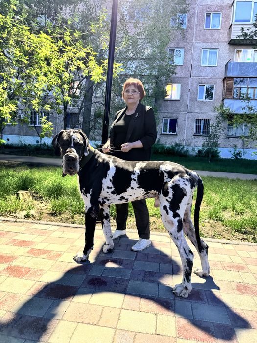 Вязка Немецкий Дог