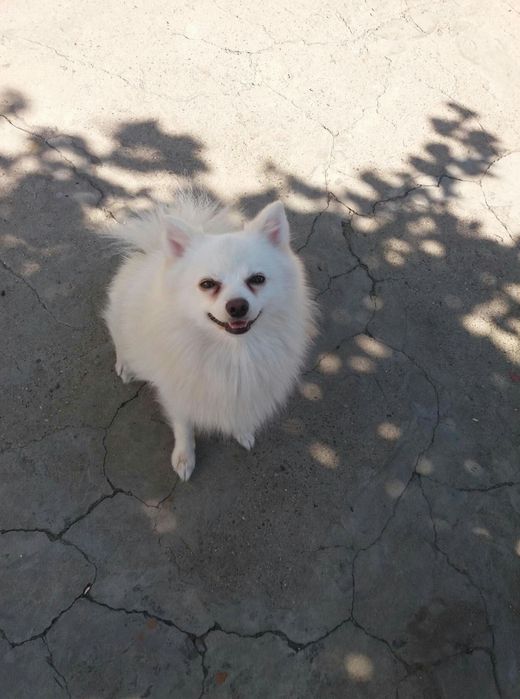 Шпиц немецкий вязка