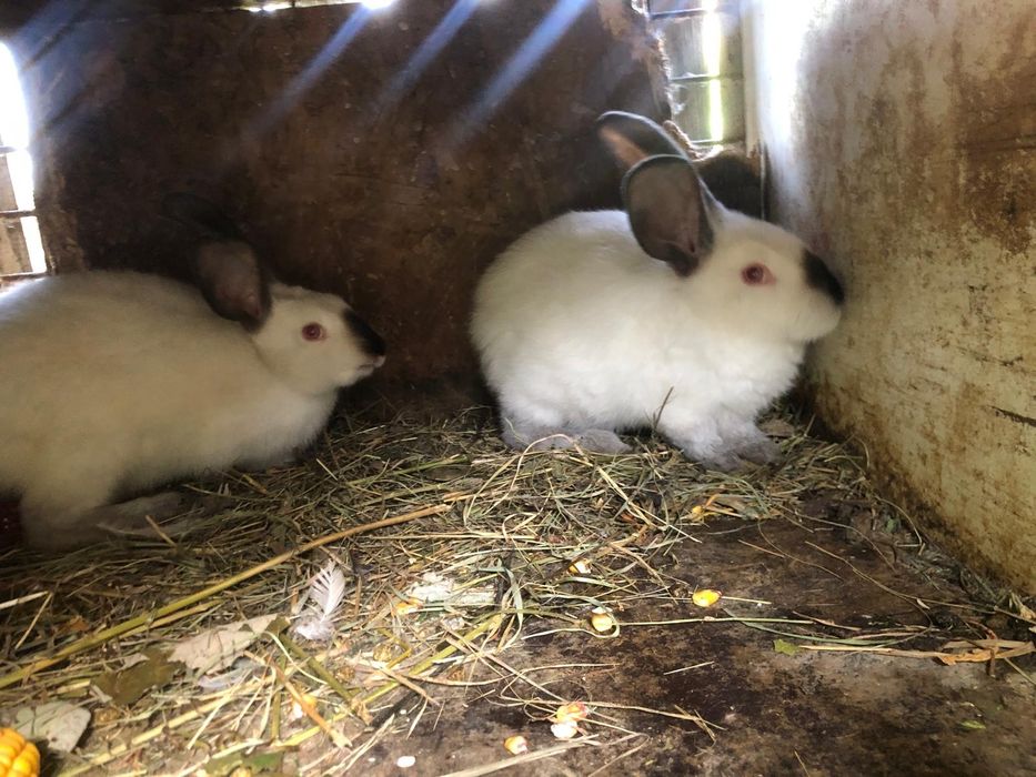 Iepuri Californieni femele si  masculi