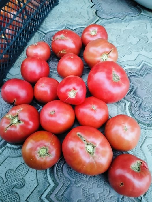Продам помидоры домашние