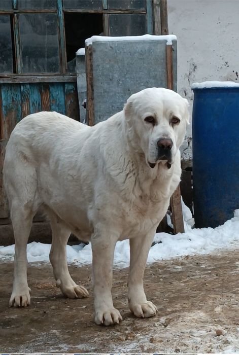 Алабай # щенки #