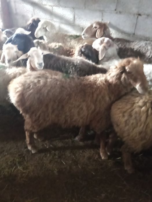 Продам баран и тохты