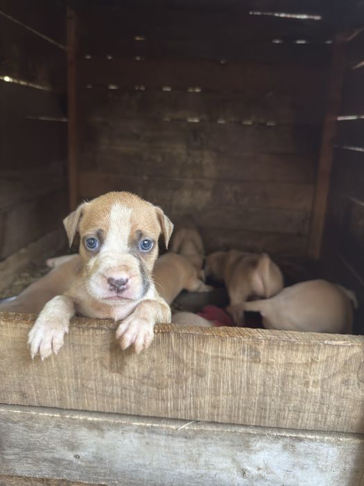 Pui amstaff american bull terrier