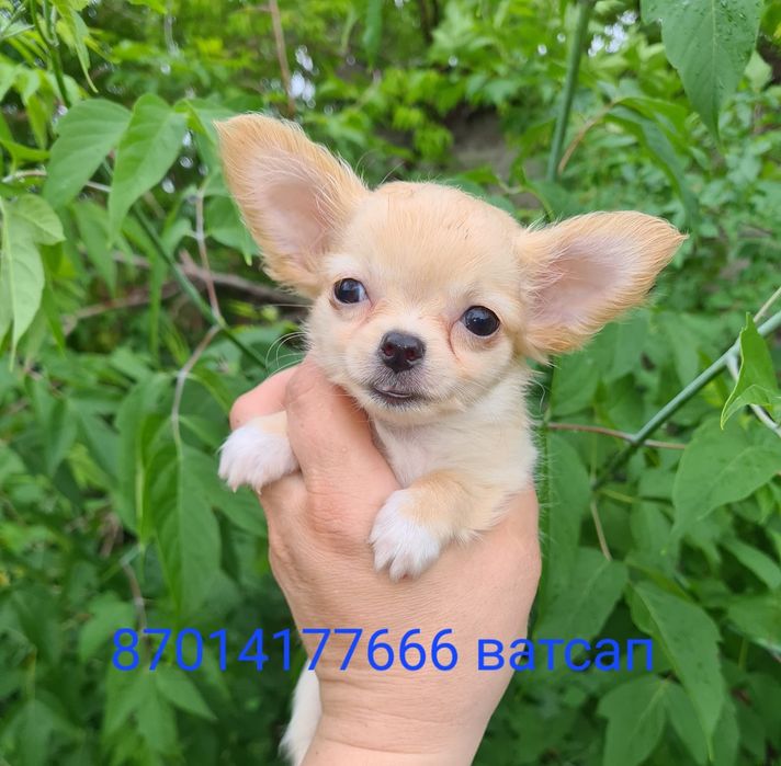 Продам щенков чихуахуа