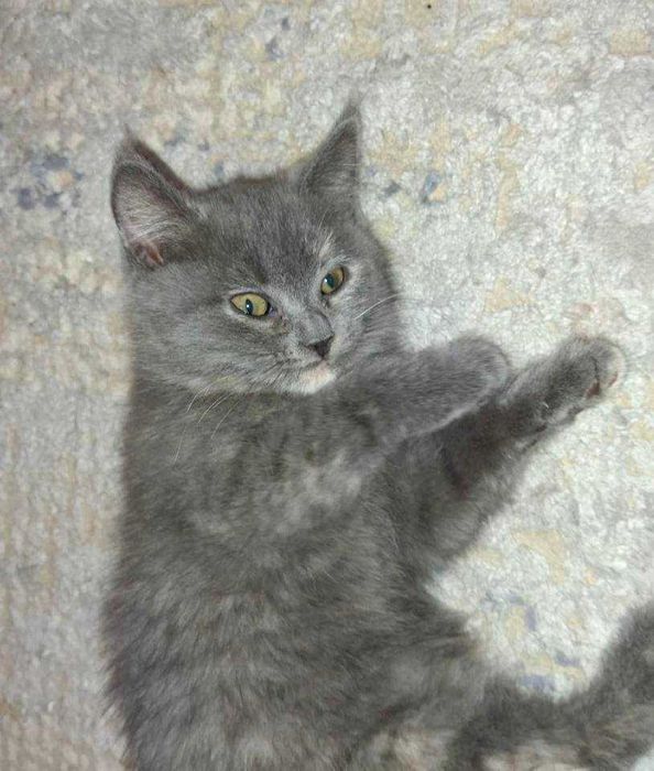 Скотиш страйт 2 ойлик киз бола соглом