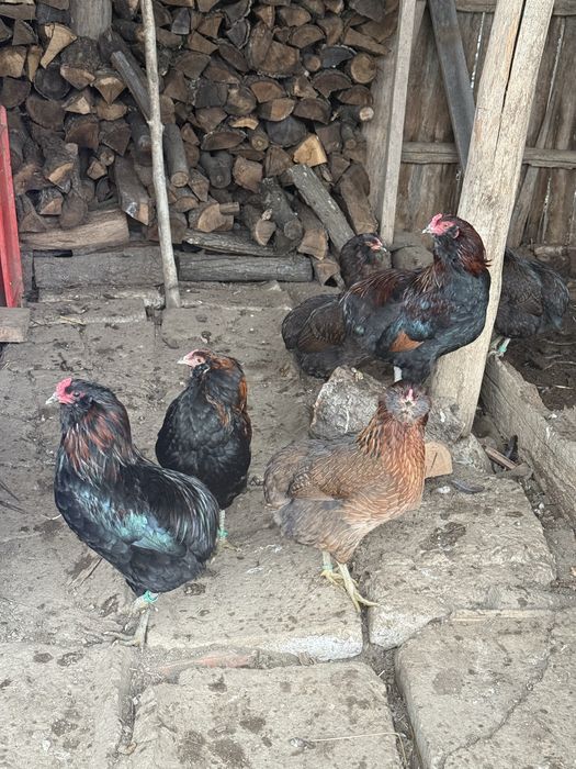Araucana Cocosi Potarnichiu Salbatic