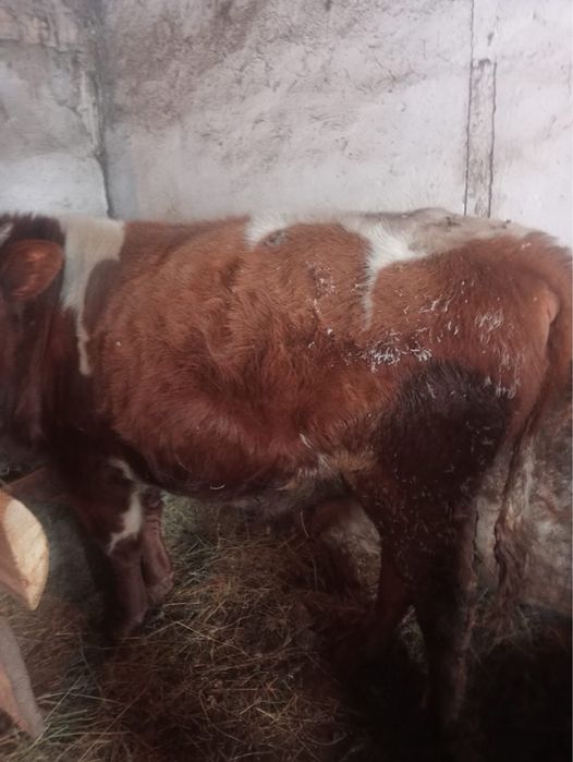 Продам Быка 1,5 годовалого