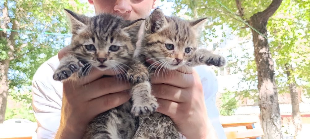Отдаются котята в добрые руки