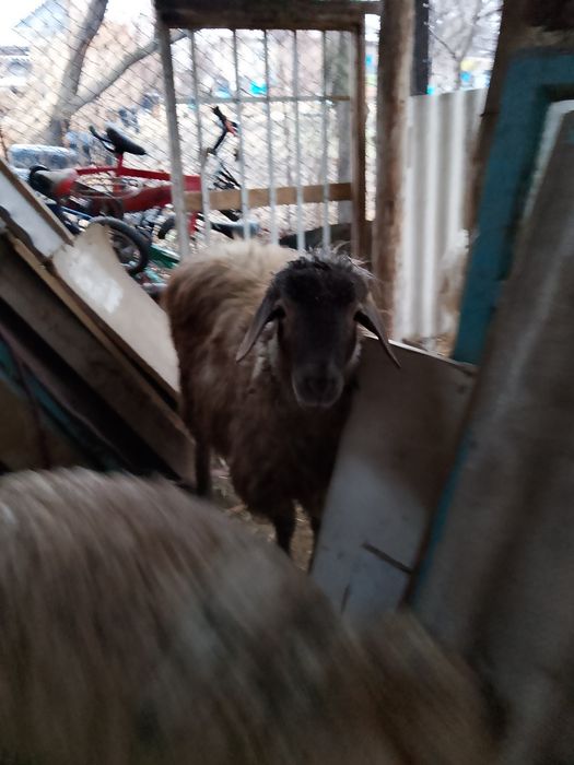 кошкар, баран, кой