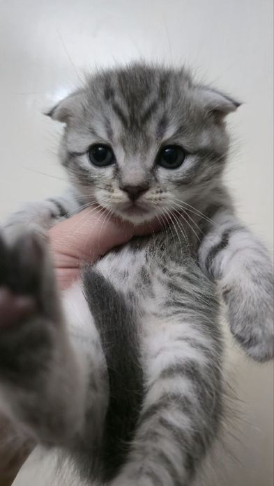 Котенок мушук мушукча пишак породистый зотли