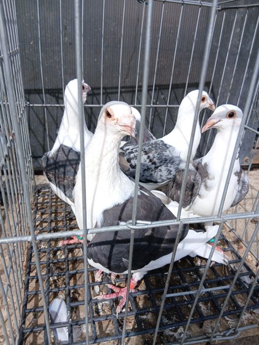 Vând porumbei diferite rase