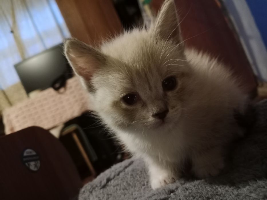 Отдам котёнка девочка. В добрые руки