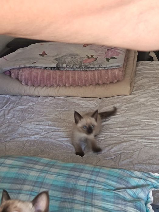 Маленькие кошки продаётся