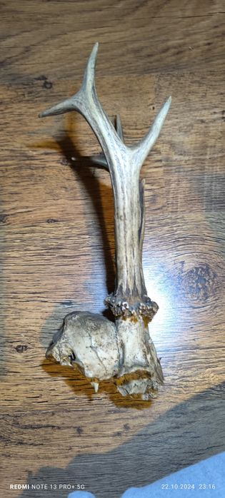 Рога от елен в добро състояние