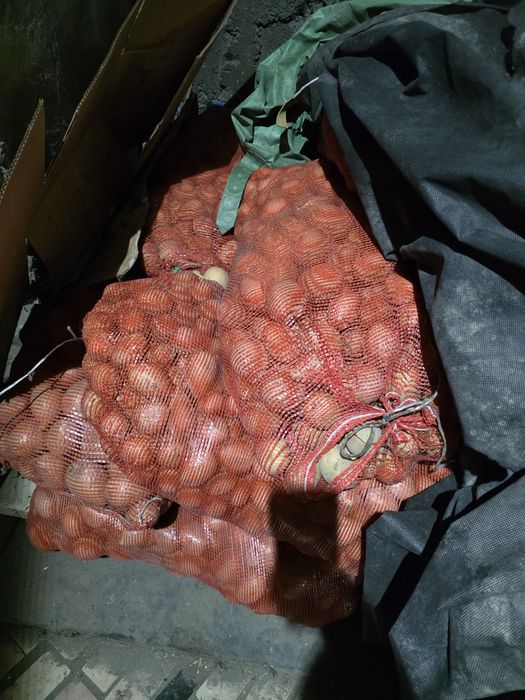 Картошка на семена.