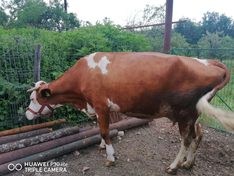 Vaca Red Holstein