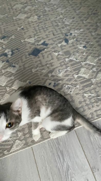 Отдам кошку в хорошие руки