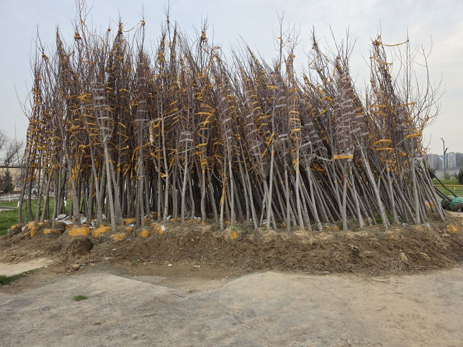 Lola daraxti ko'chati (Тюльпанное дерево)