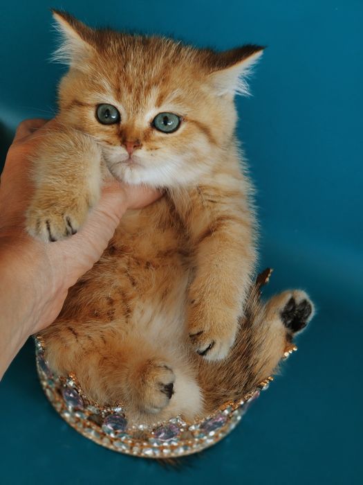 Золотые Шиншиллы Алматы