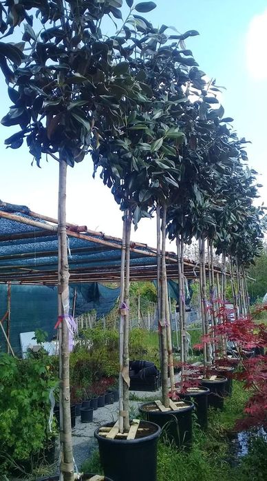 Продавам Вечнозелени храсти