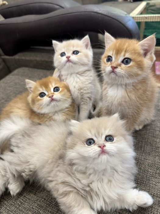 Продаются короткошерсные и ДШ Бритиш